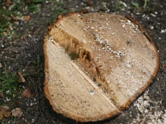 Stary pień straszy na trawniku? Jest sposób, by natura zrobiła z nim porządek