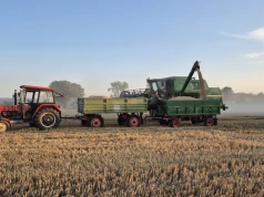 Ceny pszenicy 17.09.2026. Paszowa już do 900 zł/t, konsumpcyjna blisko 1000 zł/t