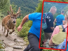 Turyści prowokowali jelenia w Tatrach i się doigrali. "Idioci potocznie zwani ludźmi"
