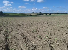 Pchełka rzepakowa na plantacjach. Jesienne żerowanie larw może mieć poważne skutki