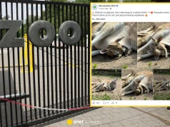 Kangurzyca z warszawskiego zoo przygarnęła obce młode. A to tylko początek zaskoczeń