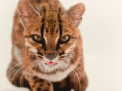 Oto Leopardus tilcayo. W Boliwii odkryto nowy gatunek dzikiego kota
