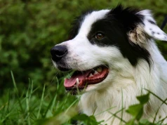 Pupile razem ze swoimi opiekunami. Wyjątkowa Msza odbędzie się w Krakowie