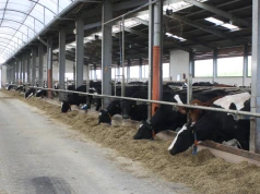 147 ha i stado 580 krów za 6,3 mln euro. Taka mleczna ferma sprzedana w Danii
