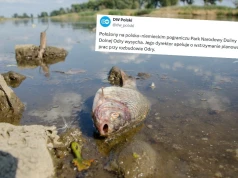 Niemcy proszą Polskę o współpracę przy ratowaniu Odry i parku narodowego