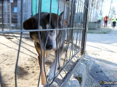 Ponad 160 zwierząt pod opieką schroniska w Olsztynie. Miasto przygotowuje się do zimy