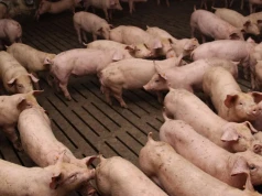 Produkcja świń pod presją. Kongres w Żninie o kosztach, zdrowiu stad i inwestycjach