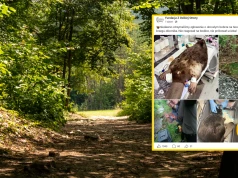 Uratowali 22-kilogramowego bobra. "Nie reagował na bodźce"