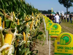 Jaka kukurydza na suszę i słabe gleby? Hodowca wskazuje konkretne odmiany