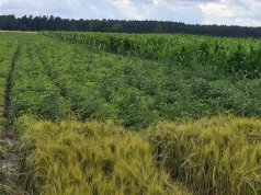 Ubezpieczyciel odmówił wypłaty za szkodę? Rolnik nie musi się poddawać