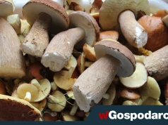 Grzyby to nie tylko smak. Zawierają wyjątkowe składniki