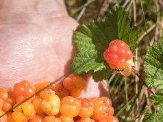 W Skandynawii to rarytas. Rośnie w kwaśnej ziemi i daje ogrom owoców