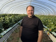 Truskawki plonują aż za dobrze. Brakuje rąk do zbioru
