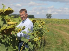 Słonecznik na Kujawach daje 3,5 t/ha. Rolnik ograniczył azot do 88 kg i siał znacznie wcześniej