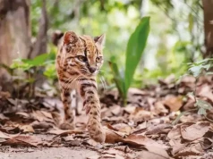 Sam jak kot. W Boliwii odkryto nowy gatunek zwierzęcia