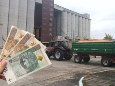 Pszenica podrożała nawet o 100 zł/t. Sprawdzamy ceny zbóż i rzepaku