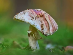 Jadalne grzyby mają groźne sobowtóry. Pomyłka może kosztować zdrowie