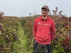 Udany sezon aronii, ale część owoców została na krzewach