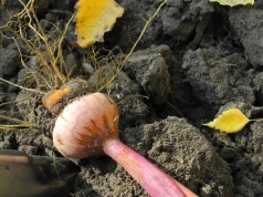 Dwa tygodnie w 22°C. Mało znany sposób na zimowanie mieczyków