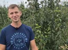 Rolnik posadził u siebie "polską oliwkę". Ma tyle witaminy C, co cytryna