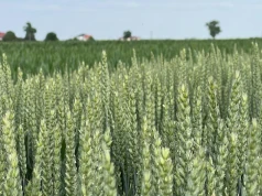 Ważna decyzja dla plantatorów pszenicy. Minister wydał zezwolenie