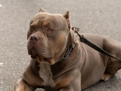 Pitbull wymaga pozwolenia, jego mieszaniec już niekoniecznie. Absurd w polskim prawie