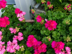 Po lecie liście pelargonii żółkną? Wystarczy zmienić jeden nawyk