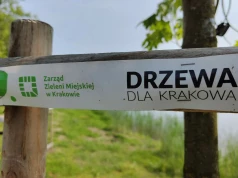 Kraków stawia na drzewa. Radni wskazali konkretną zasadę dla nowych inwestycji