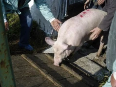 Ceny tuczników dalej pod presją. Ubojnie płacą już tylko 4,50 zł/kg. Jakie prognozy?