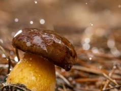Kiedy jechać na grzyby po deszczu? Idealny czas na grzybobranie
