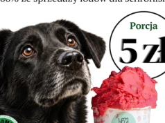 Zjedz lody, pomóż schronisku. Niezwykła akcja już w tę sobotę