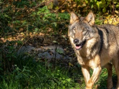 Liczba wilków w Tatrach może mocno zdziwić. Czy mamy się czego obawiać?