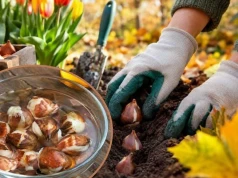 Namocz w tym cebulki tulipanów przed sadzeniem. Wiosną będą gigantyczne