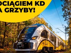 Na grzyby bez samochodu. Koleje Dolnośląskie podpowiadają gdzie jechać