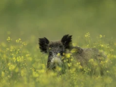 ASF u dzików nie odpuszcza. Ponad 20 nowych ognisk, dwa województwa dominują
