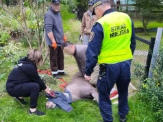 Cztery łosie pojawiły się w Lublinie. Jednego trzeba było uśpić i przewieźć do lasu
