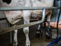 Ceny mleka lekko wzrosły. Między regionami 29 gr/l różnicy