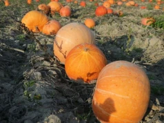 Jest symbolem jesieni i Halloween. Co dynia ma wspólnego z mamutami?
