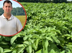 100 ha niemal w mieście i ziemniaki prosto do restauracji. Tak rolnik zwiększa swoją marżę