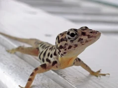 Waleczne jaszczurki wylęgły się w Polsce. Gdy dorosną, będzie się działo