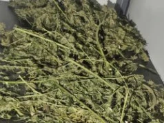 Ponad 2 kg marihuany w garażu. W Pile pies wskazał kolejną skrytkę