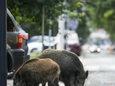 Dzikie zwierzęta podbiją polskie miasta. "Chronią się przed myśliwymi"