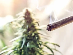 Marihuana zmniejsza stres? To nie musi być prawda
