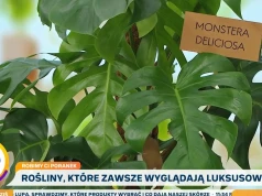 Rośliny, które wyglądają luksusowo. Jak je wyeksponować?