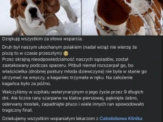 Raszyn: agresywny pitbull zabił beagla. Sprawa trafi do sądu.