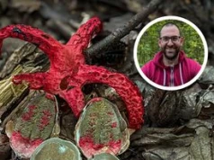 "Palce diabła" w w polskim lesie. Ekspert wyjaśnia, czy jest się czego bać