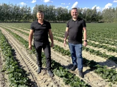Truskawki na płask czy na zagonach? Ta decyzja może przesądzić o wyniku całej plantacji