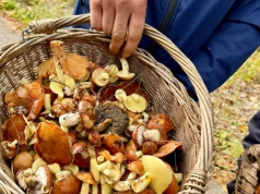 Mokrzesz wygrał pierwszą Bitwę Sołectw w Grzybobraniu. Zebrano ponad 74 kg grzybów