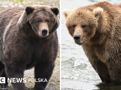 Tydzień Tłustego Niedźwiedzia: Który niedźwiedź najbardziej przytył?