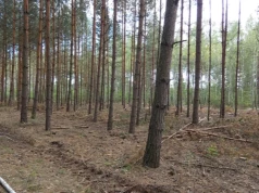Jeziorki - grzyby i paprocie w podmokłym borze świerkowo brzozowym